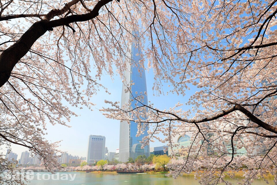 작년 벚꽃이 만개한 석촌호수와 롯데월드타워 전경